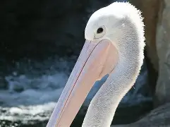 关于里程碑夜！新奥尔良鹈鹕调整名单；社区盾赛后刷纪录；态度坚定；临场指挥获称赞的信息